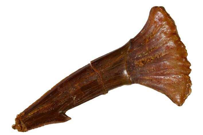 Fossil Sawfish (Onchopristis) Rostral Barb - Morocco #145680